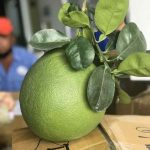 Bưởi da xanh loại 1 tốt nhất – 1kg - Thực phẩm chay sạch Chaysach.com
