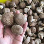 Nấm đông cô tươi 200gr - Thực phẩm chay sạch Chaysach.com