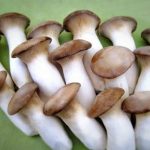 Nấm đùi gà tươi 200gr - Thực phẩm chay sạch Chaysach.com