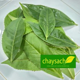 Lá Trà Xanh Tươi 500G Chỉ Ship Nội Thành TPHCM - Thực phẩm chay sạch Chaysach.com