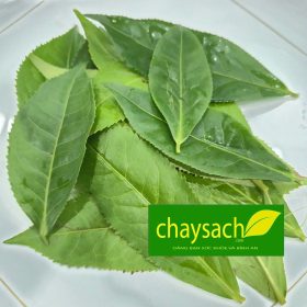 Lá Trà Xanh Tươi 500G Chỉ Ship Nội Thành TPHCM - Thực phẩm chay sạch Chaysach.com